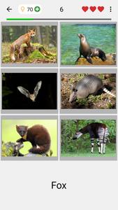 Animals Quiz Learn All Mammals