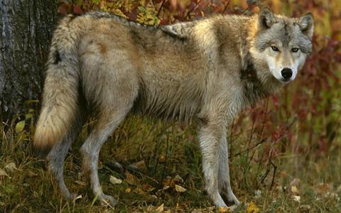 Wolf Jigsaw Puzzles