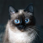 Talking Blue Siamese Cat