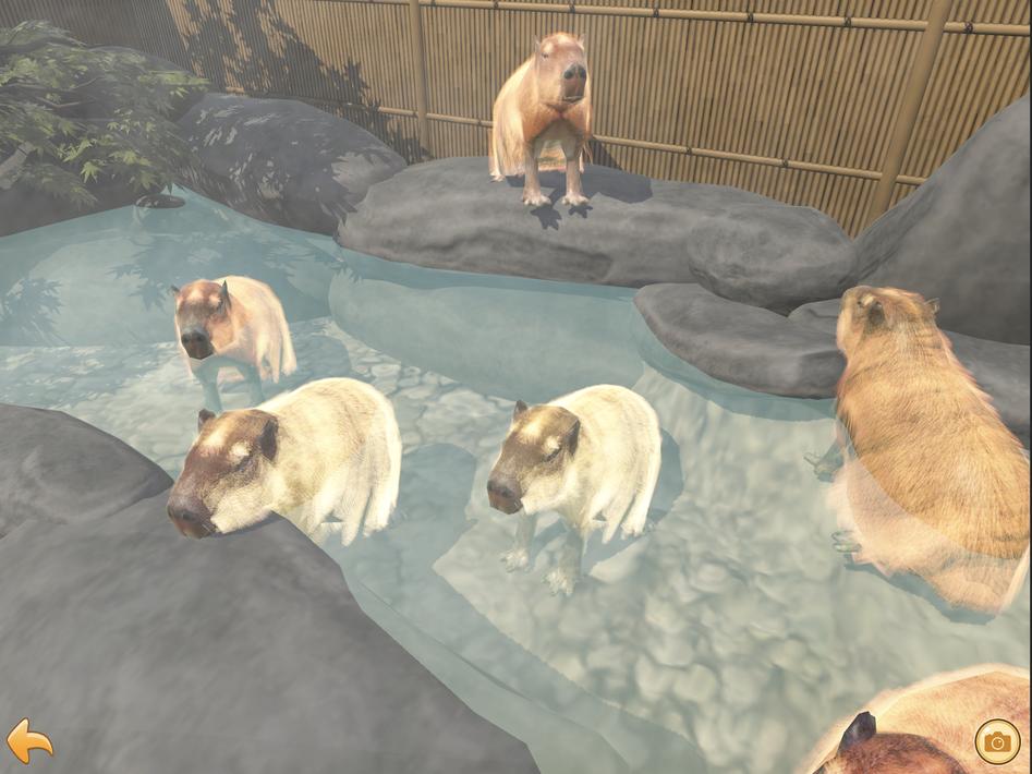 Capybara Spa