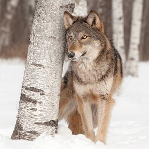 Wolf Jigsaw Puzzle Games