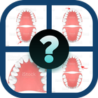 Tooth Numbering Quiz