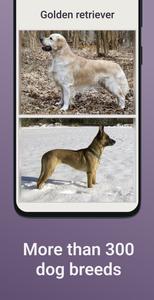 Quiz School | Dog breeds