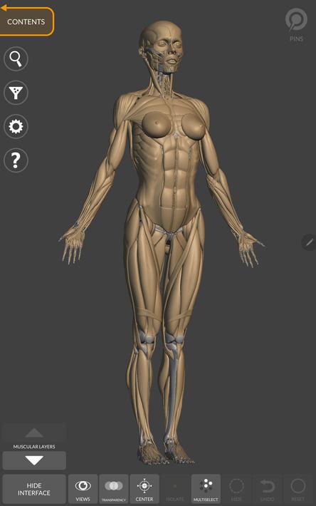 3D Anatomy for the Artist