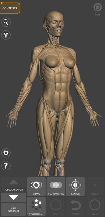 3D Anatomy for the Artist