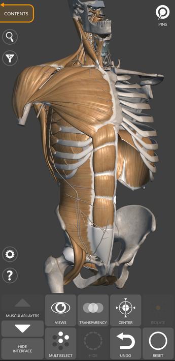 3D Anatomy for the Artist