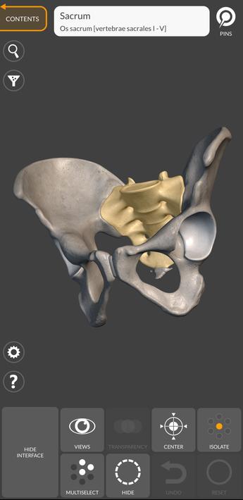 3D Anatomy for the Artist