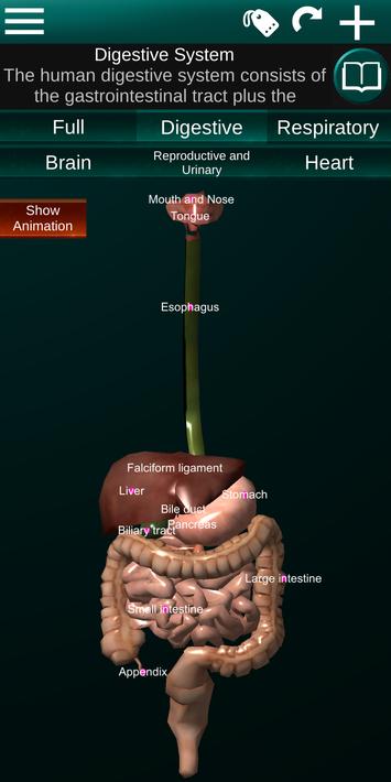 Internal Organs in 3D Anatomy