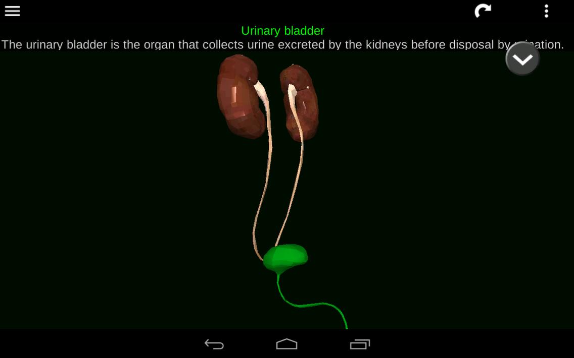 Internal Organs in 3D Anatomy