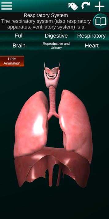 Internal Organs in 3D Anatomy