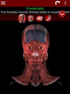 Muscular System 3D (anatomy)