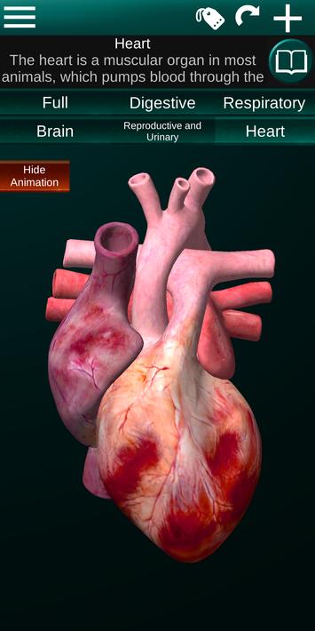 Internal Organs in 3D Anatomy