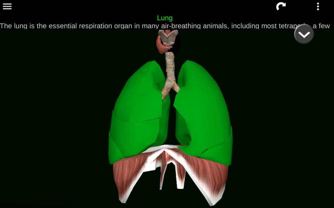 Internal Organs in 3D Anatomy