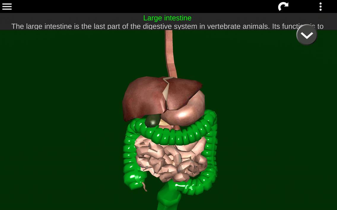 Internal Organs in 3D Anatomy