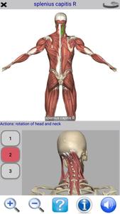 Visual Anatomy Free