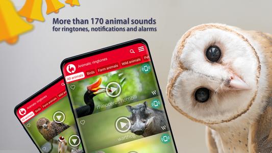 Animals: Ringtones