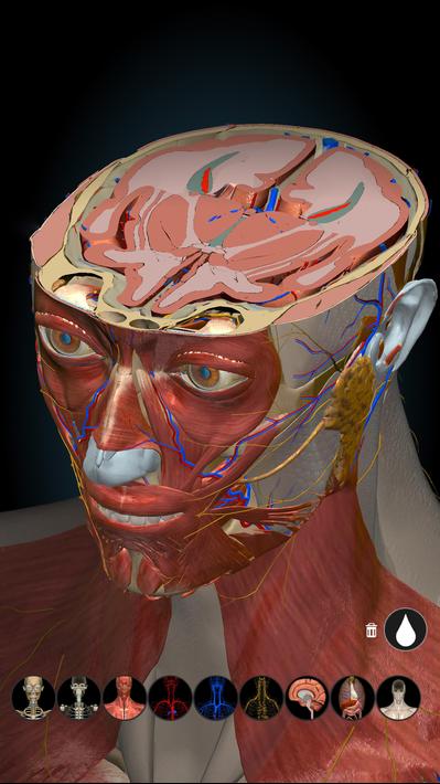 Anatomy Learning - 3D Anatomy