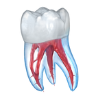 Dental 3D Illustrations