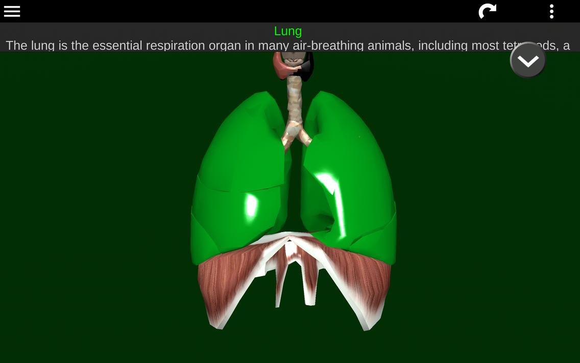 Internal Organs in 3D Anatomy