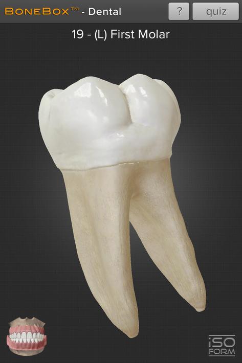 BoneBox™ - Dental Lite