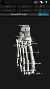 Osseous System in 3D (Anatomy)