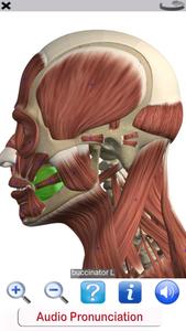 Visual Anatomy Free