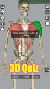 3D Bones and Organs (Anatomy)