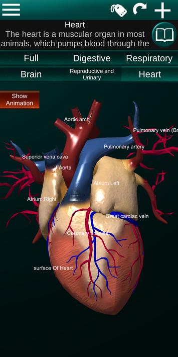 Internal Organs in 3D Anatomy