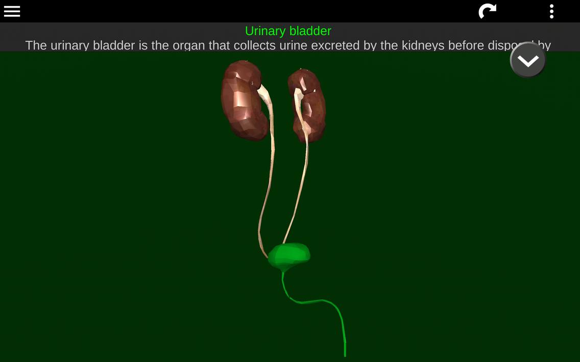 Internal Organs in 3D Anatomy