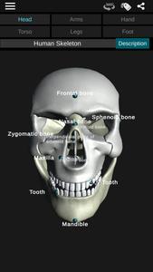 Osseous System in 3D (Anatomy)