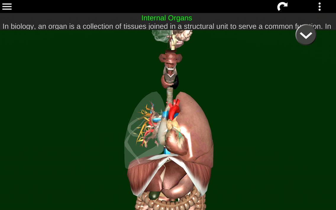 Internal Organs in 3D Anatomy