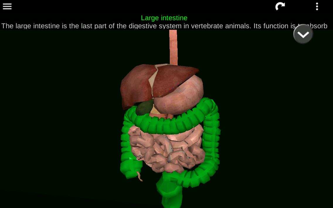 Internal Organs in 3D Anatomy