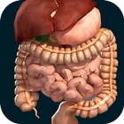 Internal Organs in 3D Anatomy