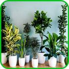 Indoor Plants