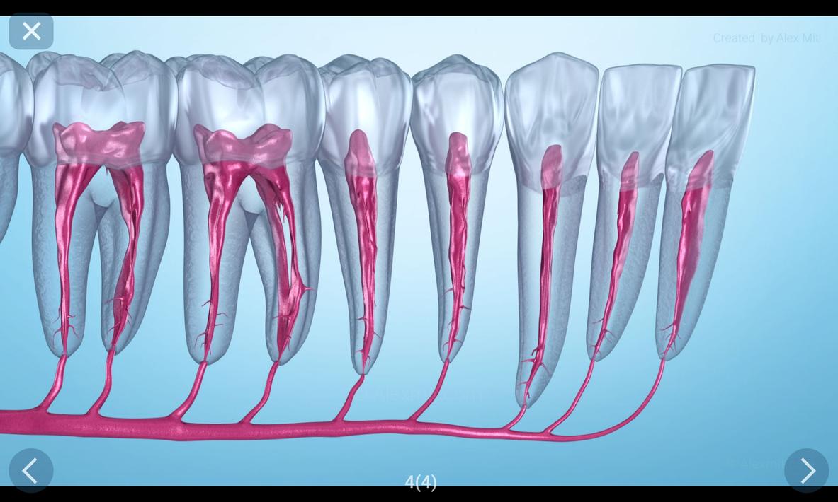 Dental 3D Illustrations