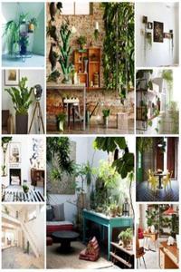 Indoor Plants