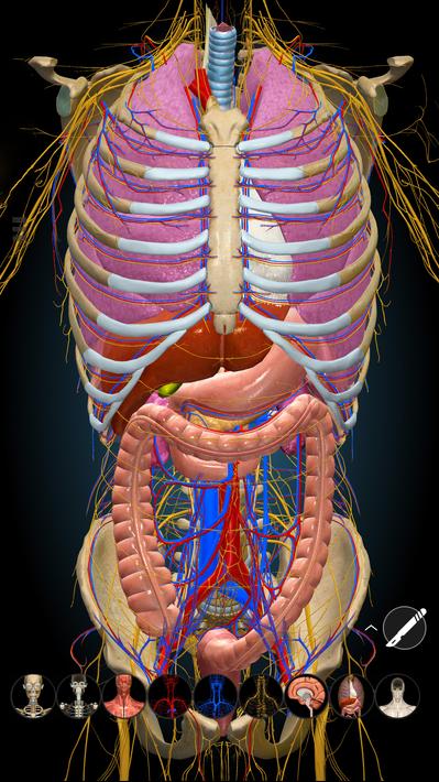 Anatomy Learning - 3D Anatomy