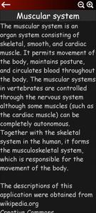 Muscular System 3D (anatomy)