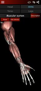 Muscular System 3D (anatomy)