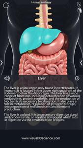 Human Anatomy