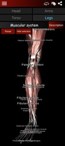 Muscular System 3D (anatomy)