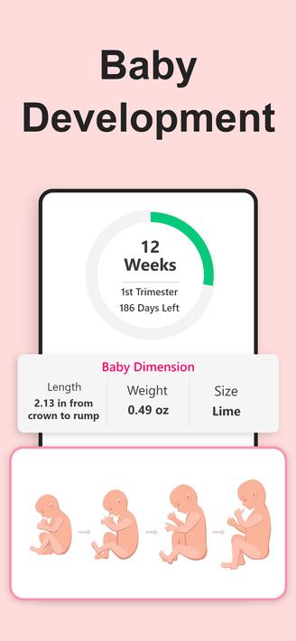 Pregnancy Calculator, Calendar