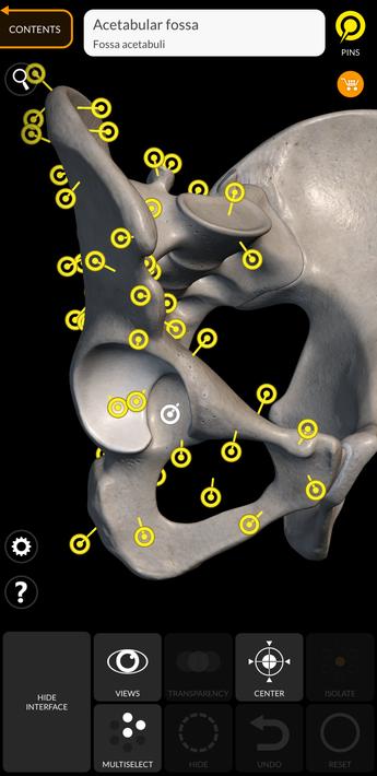 Skeleton