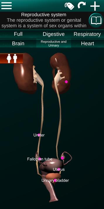 Internal Organs in 3D Anatomy