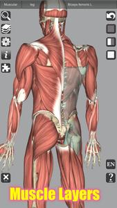 3D Bones and Organs (Anatomy)