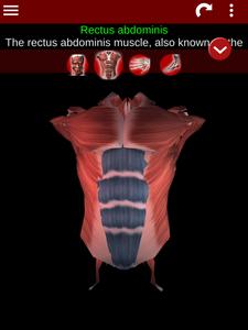 Muscular System 3D (anatomy)