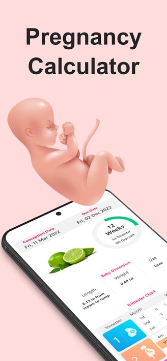 Pregnancy Calculator, Calendar