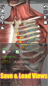 3D Bones and Organs (Anatomy)