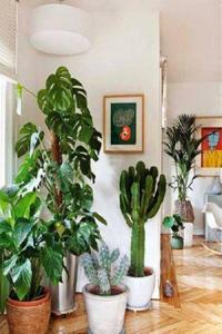 Indoor Plants