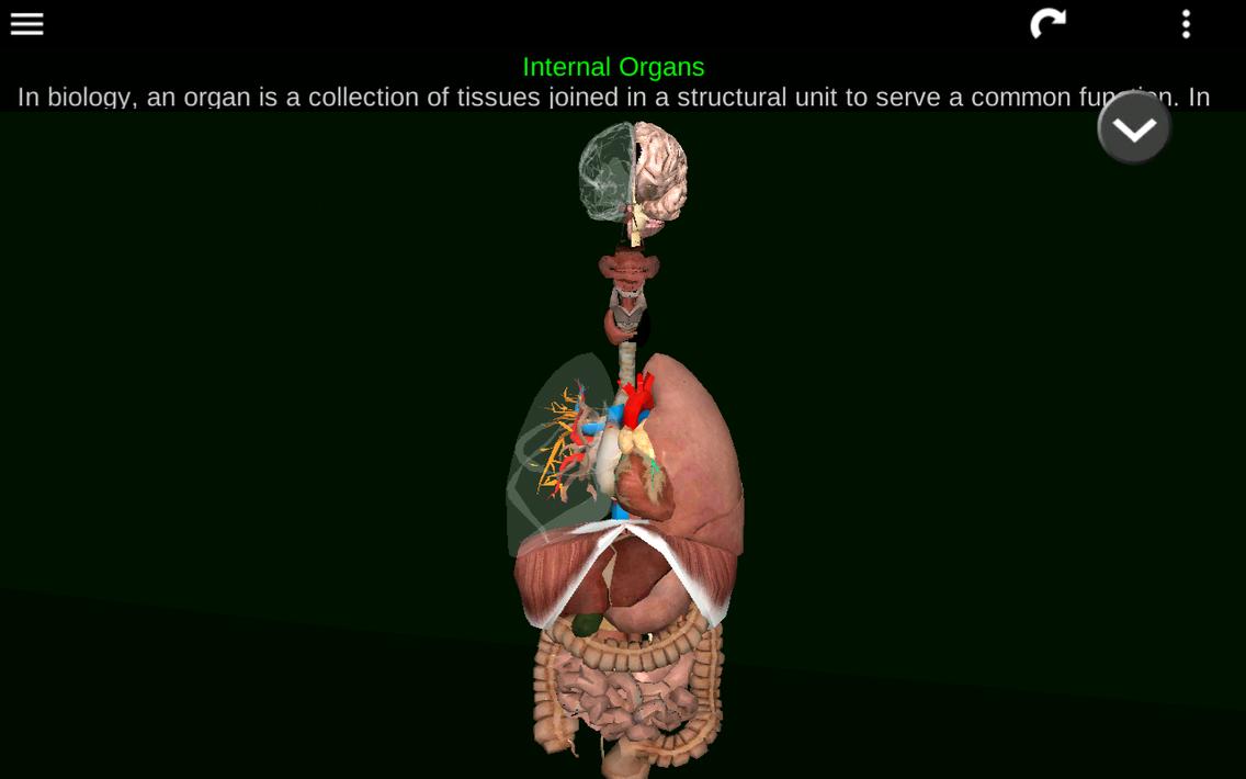 Internal Organs in 3D Anatomy